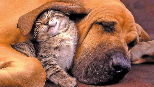 ¿Cómo afecta la pirotecnia a las mascotas? ¿Cómo afecta la pirotecnia a las mascotas?