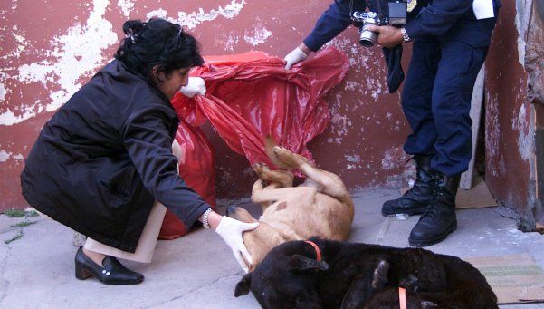 Aumentan los robos de la Banda de los Mataperros