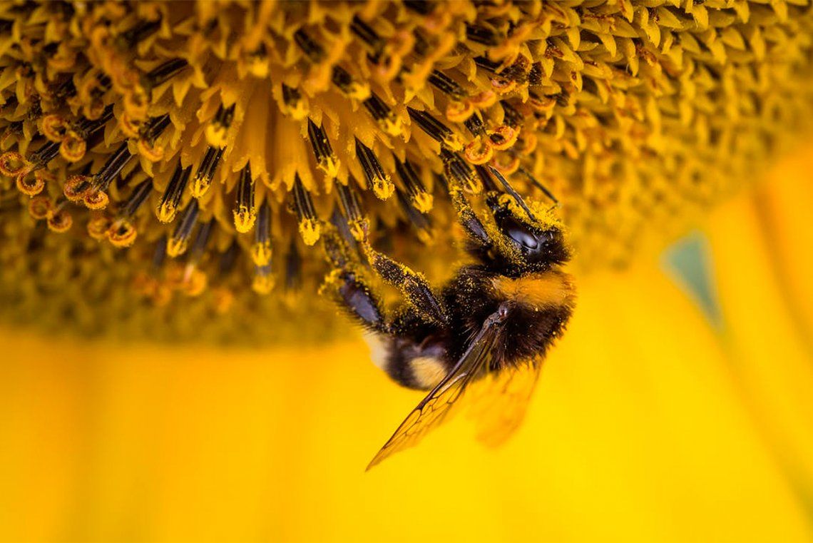 Beneficios de la Miel de Abejas que quizás no conocías