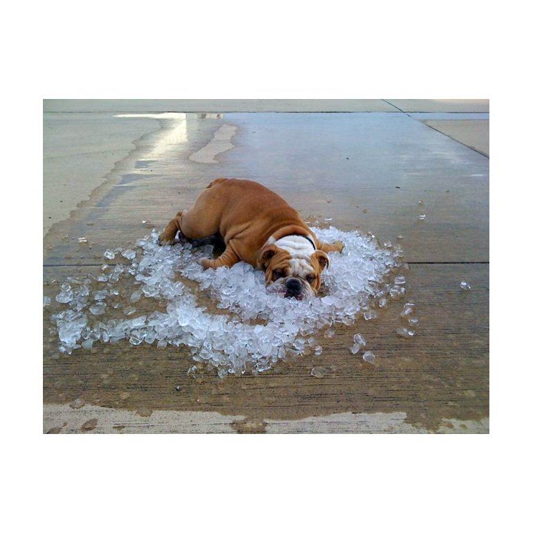 10 Consejos Para Prevenir El Golpe De Calor En Las Mascotas