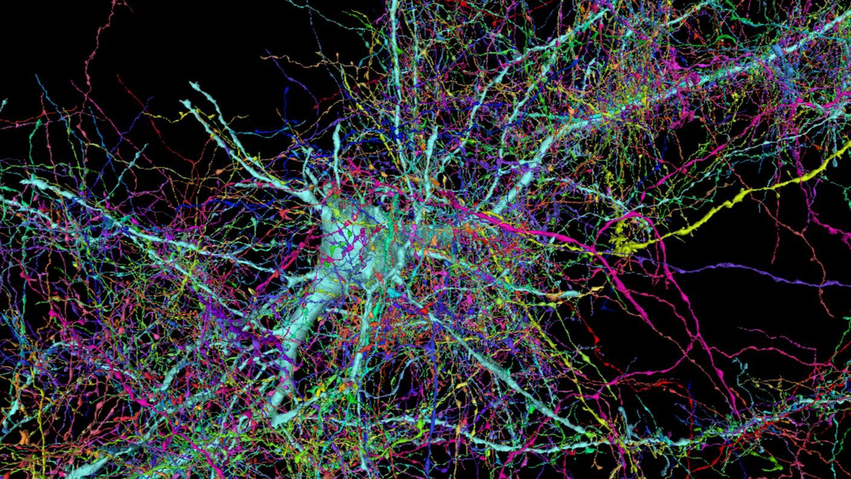 Crean el mapa 3D más detallado del cerebro humano