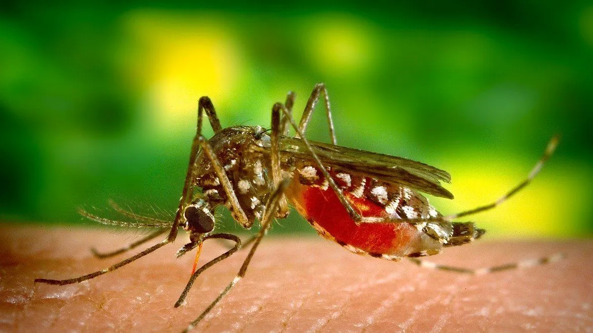 Dengue C Mo Evitar La Proliferaci N De Mosquito Aedes Aegypti