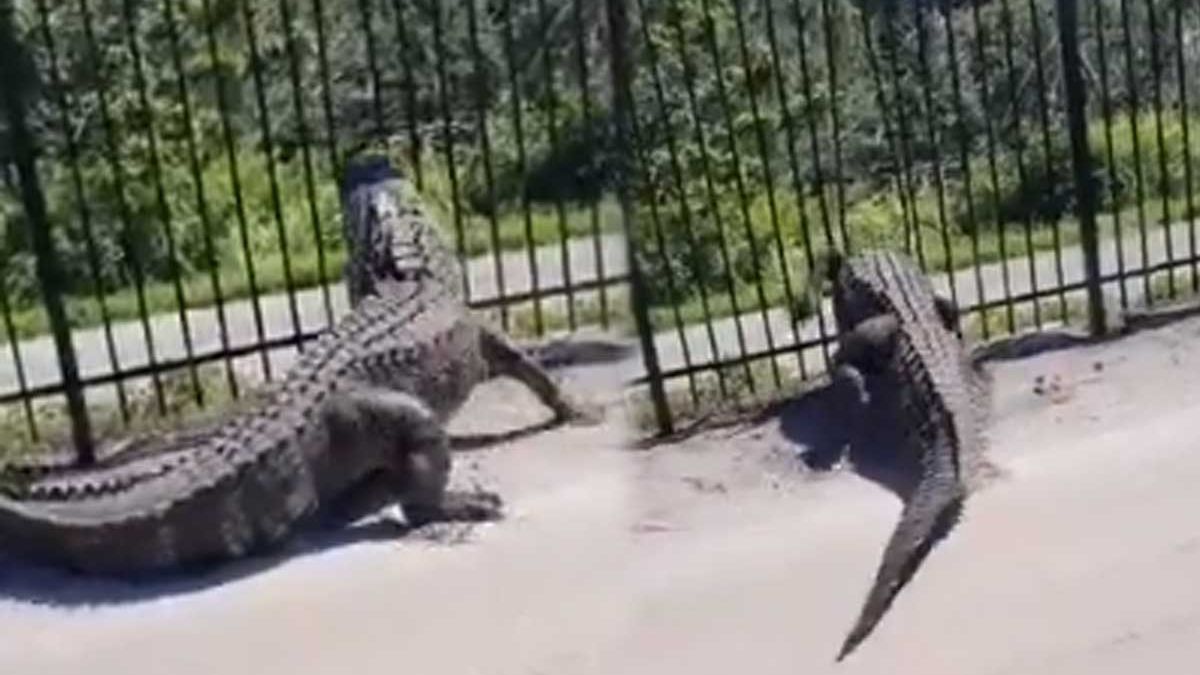 Impactante video un cocodrilo rompió una reja para escapar hacia la calle