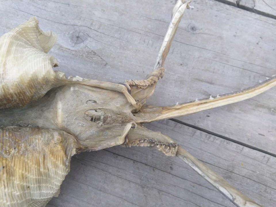 Encuentran misterioso esqueleto en una playa de Nueva Zelanda