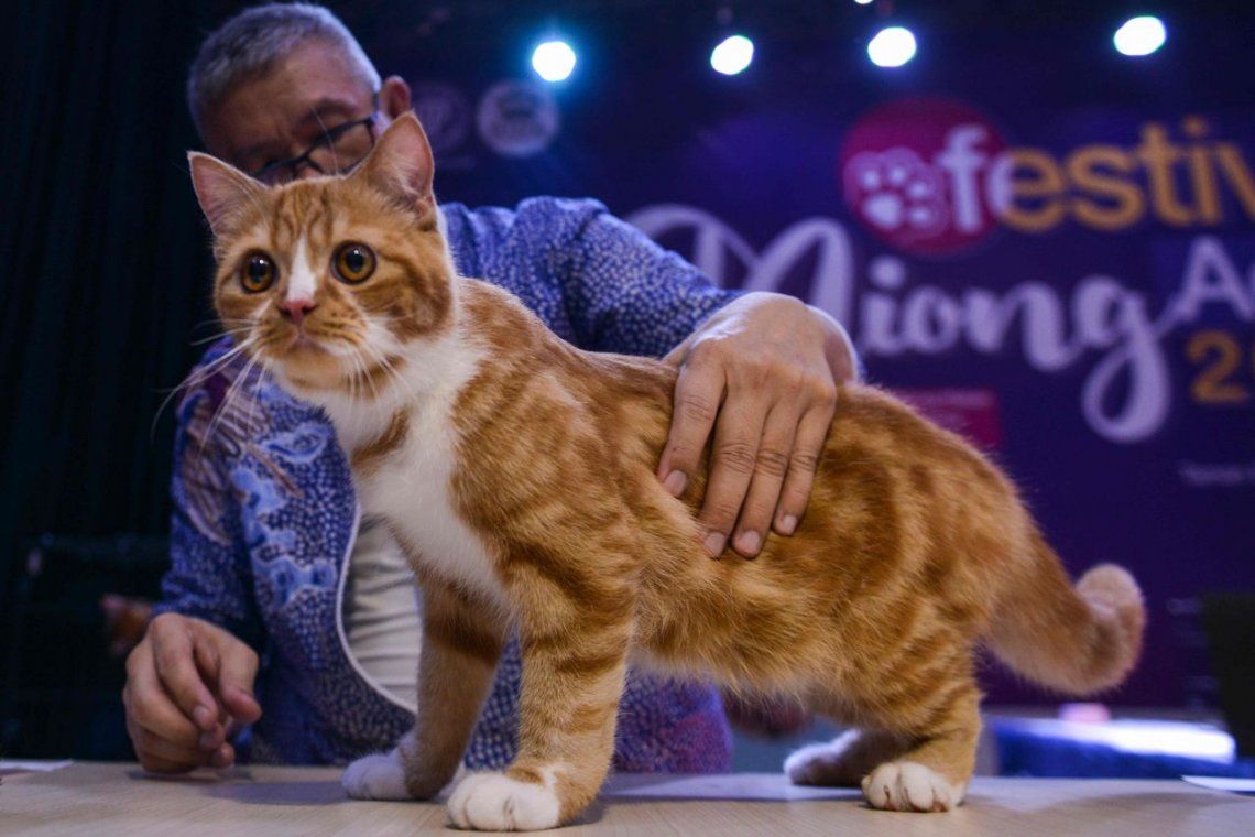 Las fotos del concurso que premia a los gatos mÃ¡s lindos
