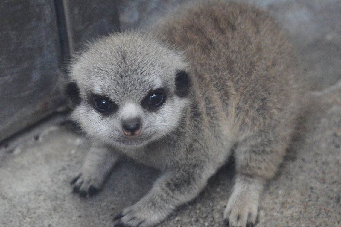 Fotos: Chibi, la suricata bebÃ© que se llevÃ³ todas las miradas