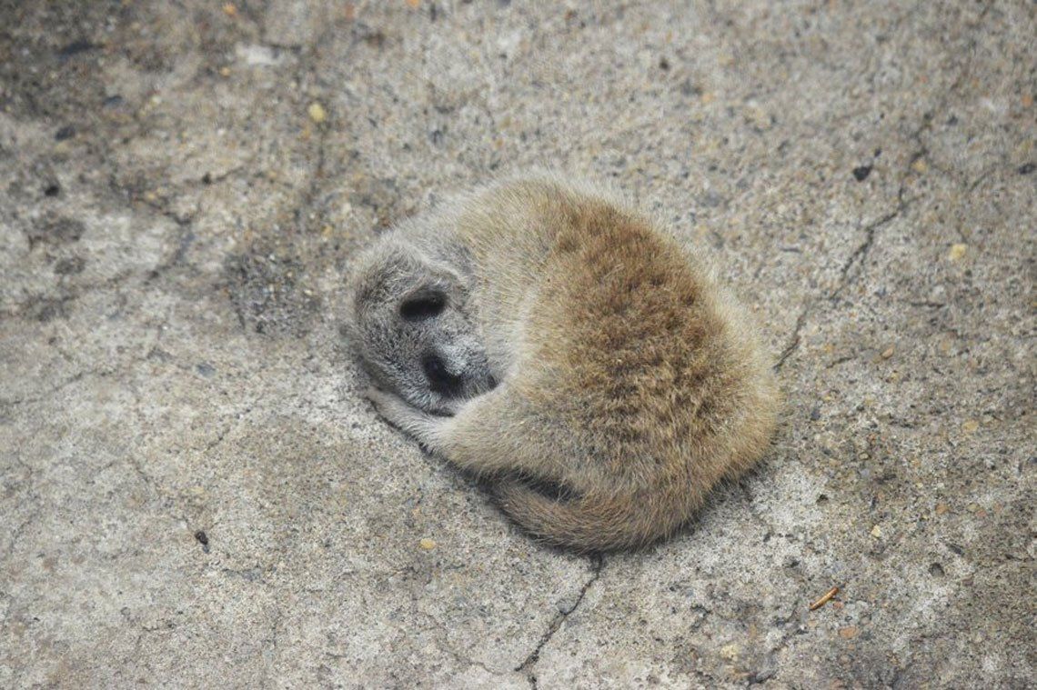 Fotos: Chibi, la suricata bebÃ© que se llevÃ³ todas las miradas