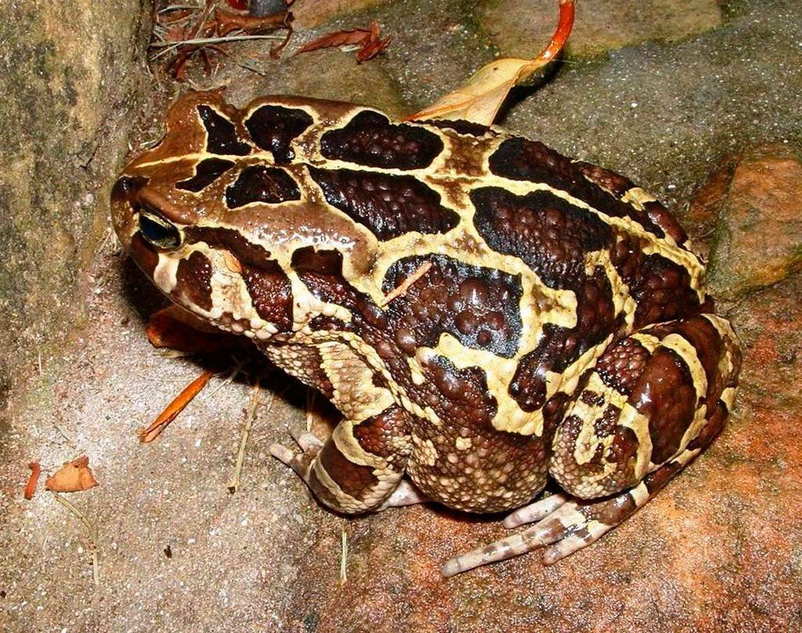 Sapo Leopardo