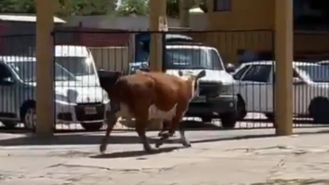 Una vaca en fuga sorprendió a automovilistas y vecinos de Temperley