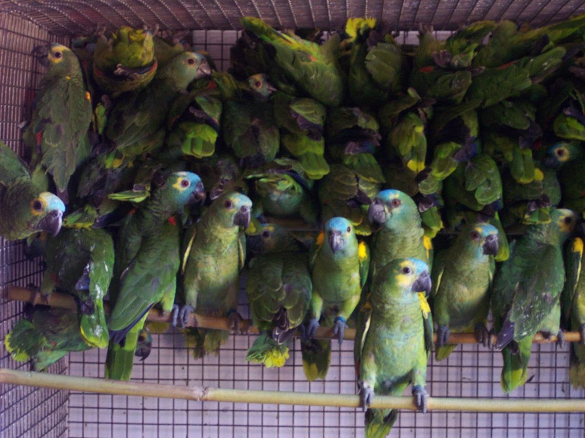 Loros en cautiverio para su venta ilegal 
