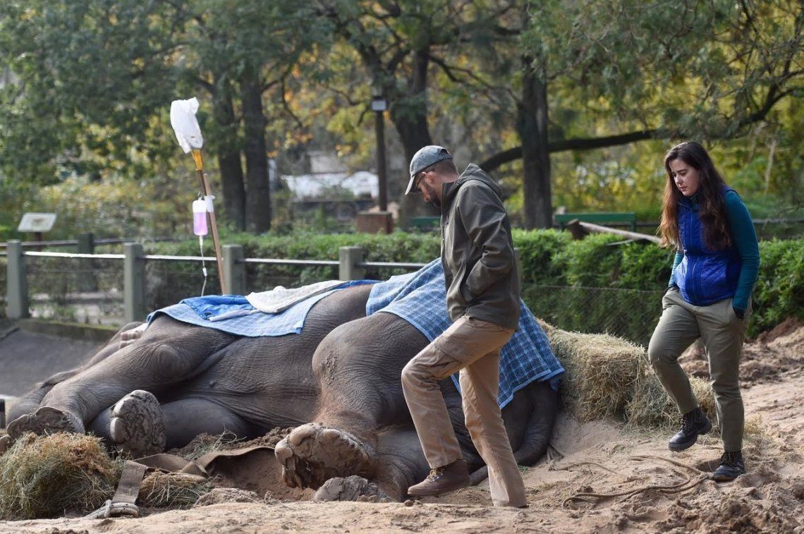 Falleció la elefanta Pelusa, emblema del zoo de La Plata