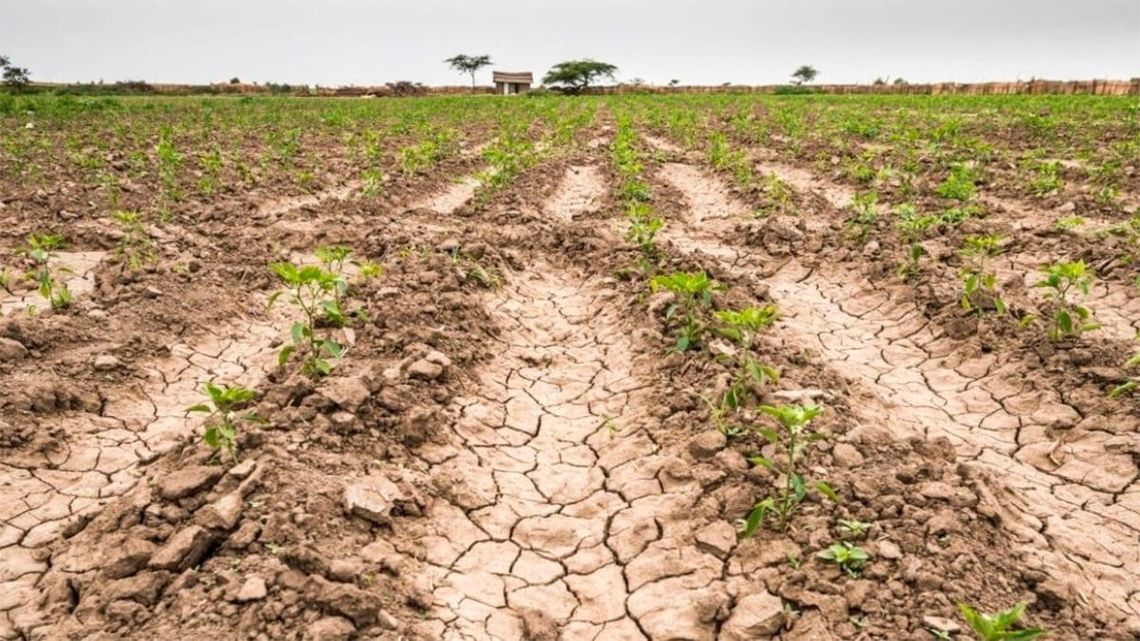 Sequía: piden medidas para aliviar situación de productores.