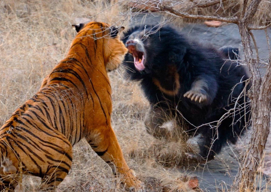 India: osa se enfrentó a dos tigres que se estaban apareando