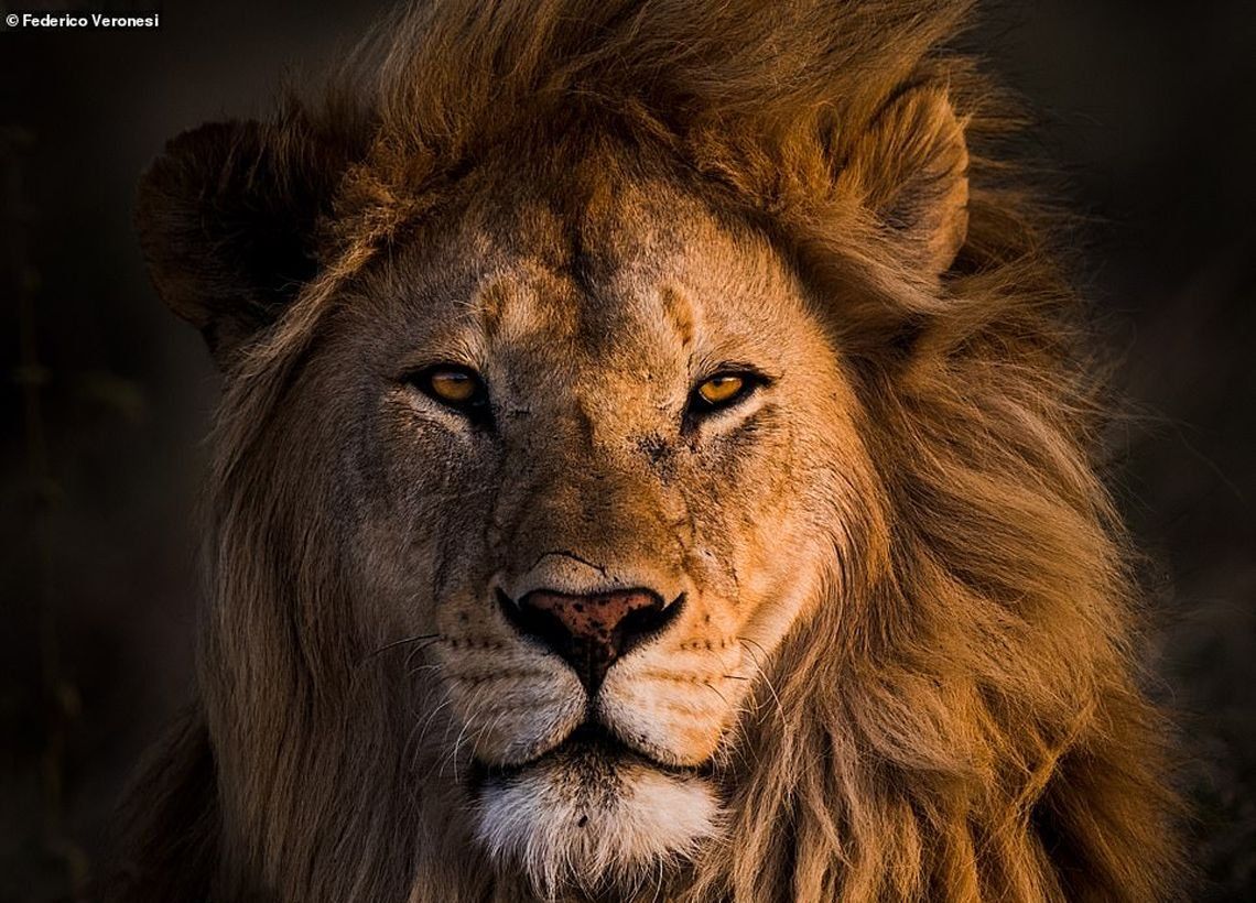 Impresionantes fotos de leones en África para recaudar fondos