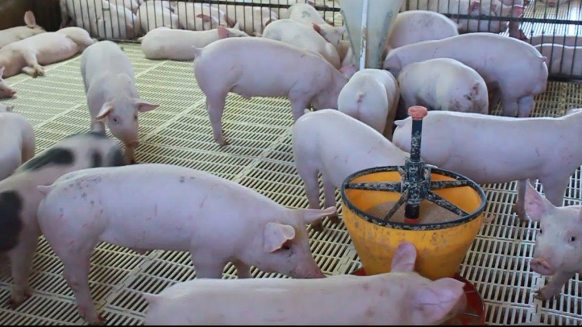 Buscan fomentar la producción de cerdos en Chubut