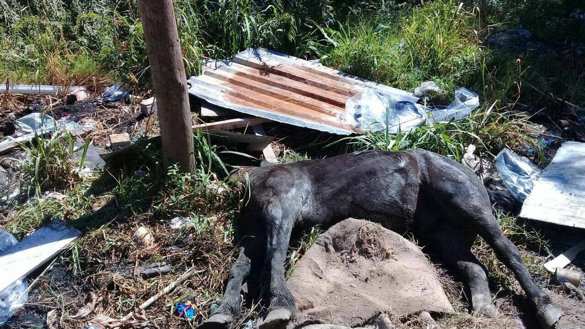 Espeluznante: robó un caballo para carnearlo, lo dejó agonizante y tuvieron  que sacrificarlo