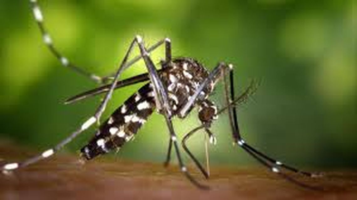Dengue: preocupación porque la vuelta del calor podría generar más casos.