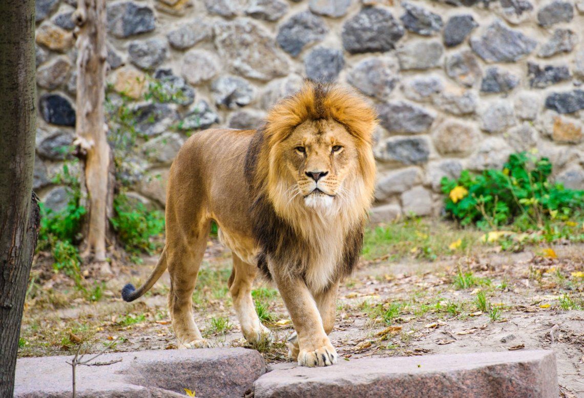Maltrato animal: tras el video viral se inició una petición para rescatar al león