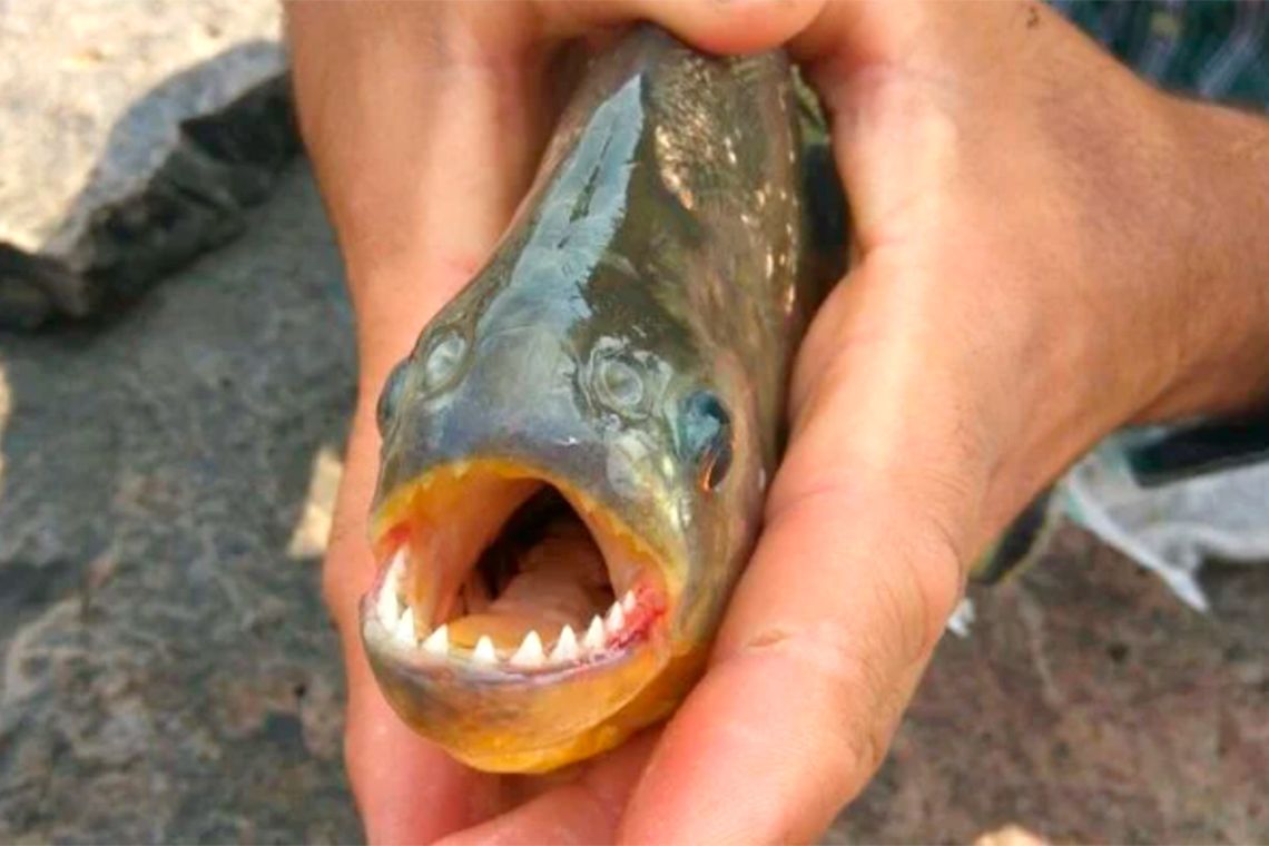 palometasjpg