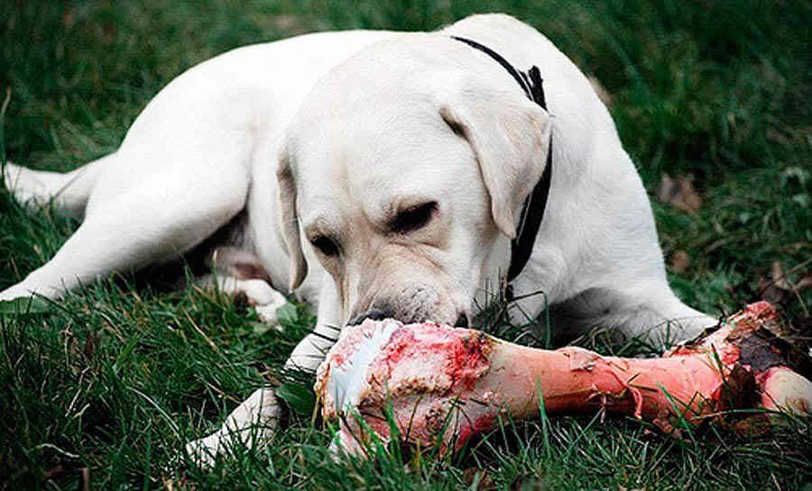 La carne cruda: un peligro latente para las mascotas