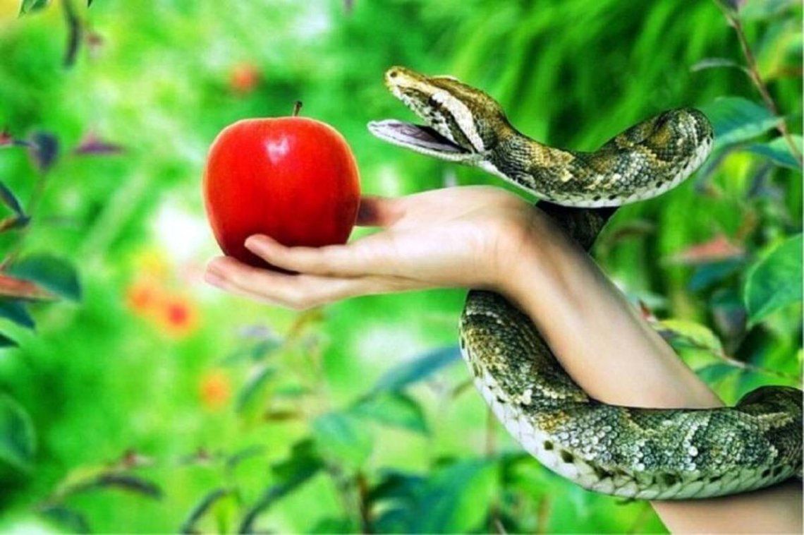 Pecado original: la manzana aumentó 13 veces del campo al supermercado
