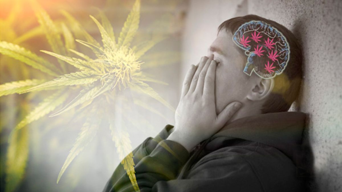 El Cannabis Puede Alterar La Química Cerebral De Forma Permanente 2583