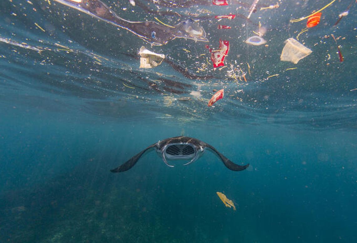 El 90% de las grandes especies marinas sufrieron una merma en las últimas décadas.