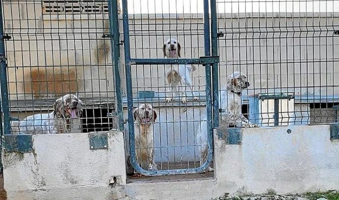 Polémica: El intendente de Coronel Suárez aseguró que la solución a la superpoblación animal es el regreso de la perrera