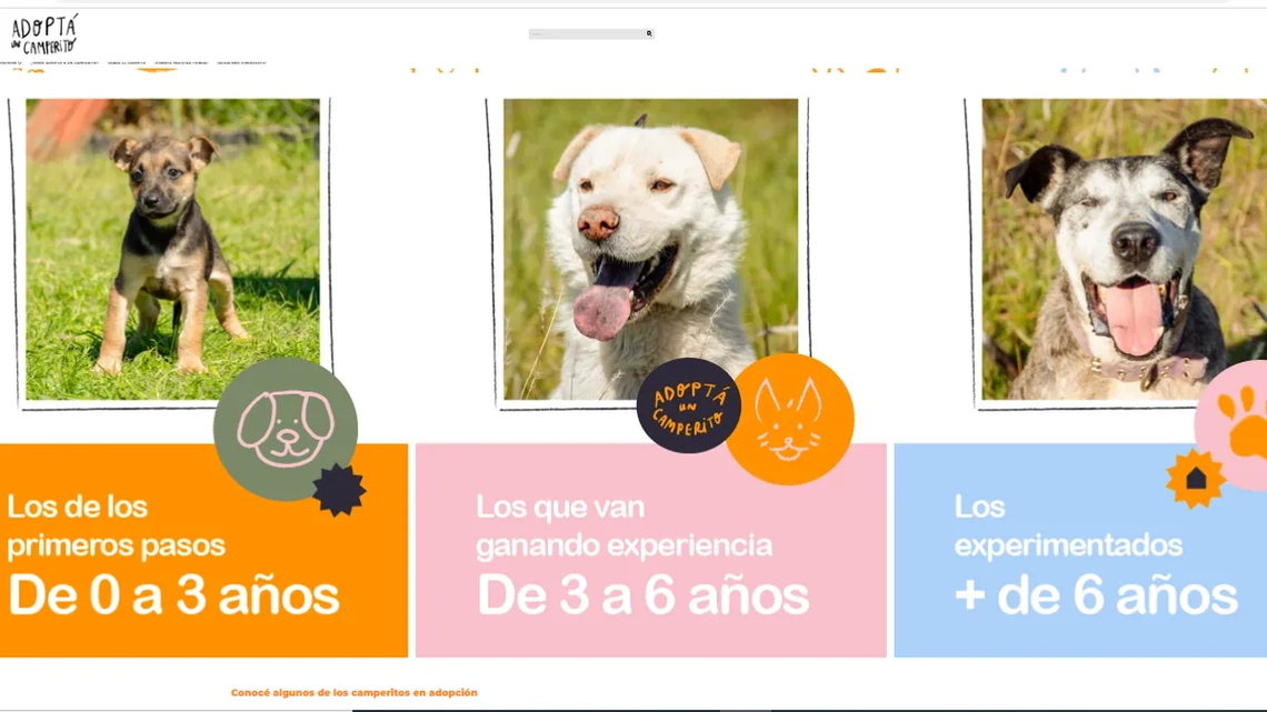 Día de los Animales: lanzan la primera plataforma para adoptar perros.