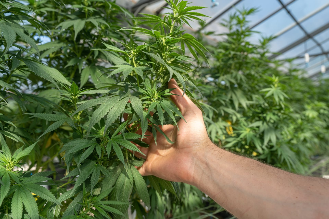 Mamá cultiva recibió tierras en Puerto Madryn para la producción de cannabis medicinal
