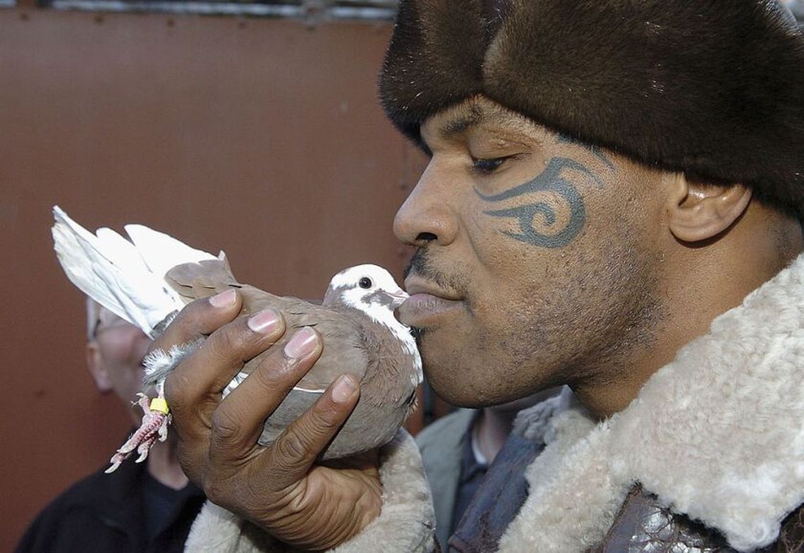 Mike Tyson y su amor por las palomas. 