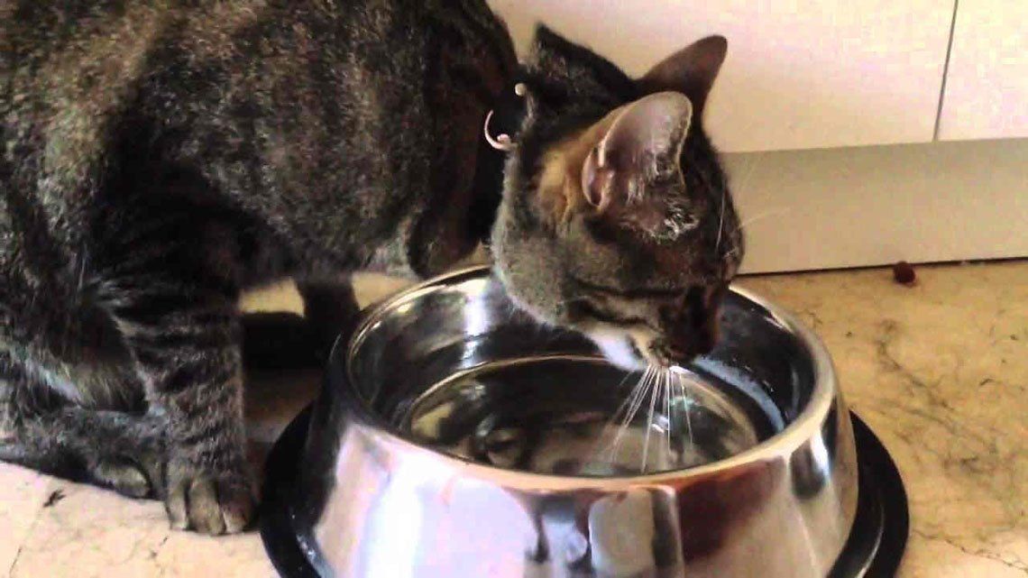 La hidratación de los gatos, un tema para no descuidar