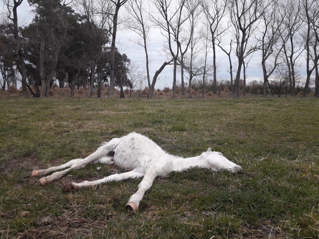 Ezeiza | Indignante caso de maltrato animal: rescataron 420 caballos desnutridos y encontraron 25 muertos