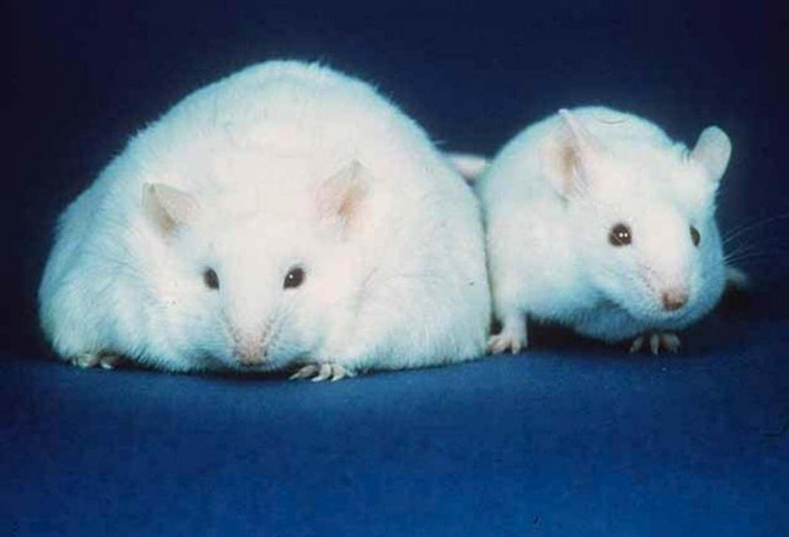 Una investigación sobre ratones obesos permitió descubrir un sistema para bajar de peso sin dierta