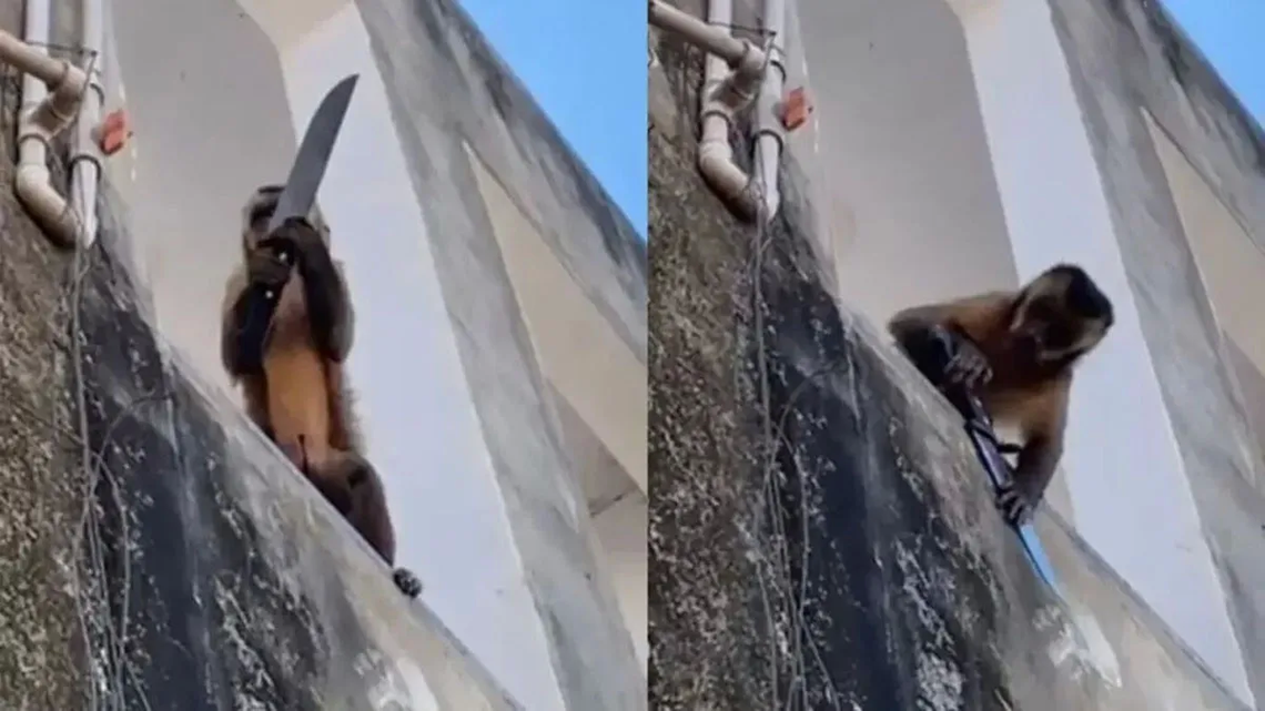 Brasil: un mono capuchino amenazó a los vecinos con una faca.
