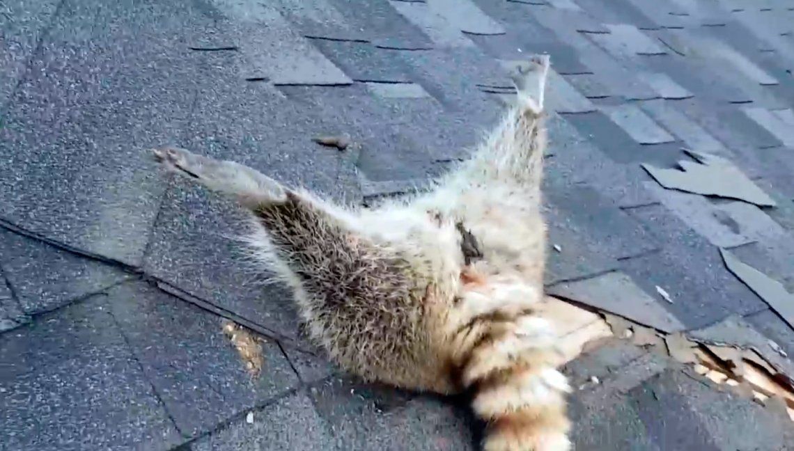 El mapache se quedó atascado en el techo de una casa en Ontario, Canadá, mientras buscaba comida