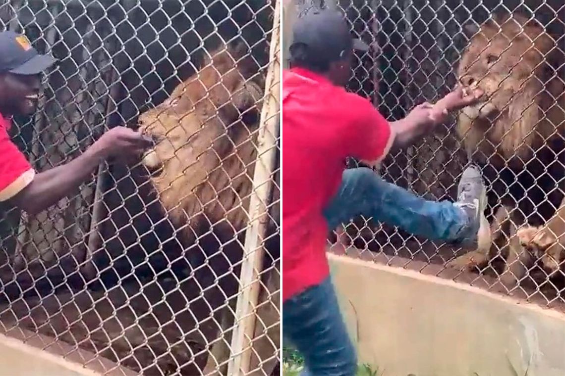 Video: molestó a un león en su jaula y le arrancó un dedo
