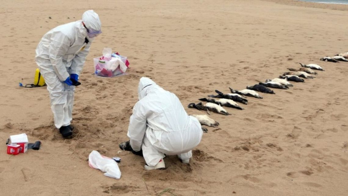 Más de 5.000 animales muertos fueron encontrados en playas uruguayas.