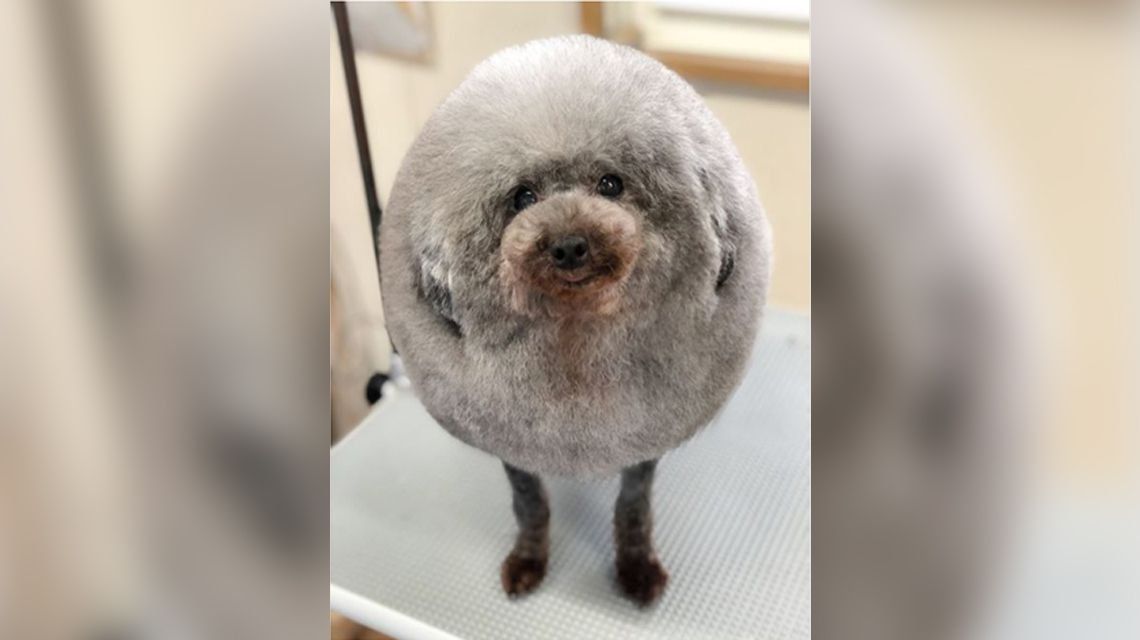El perro oveja: el nuevo look de un caniche enamora en Instagram