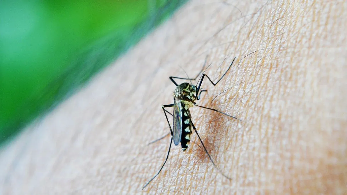 En esta temporada ya se registraron en Córdoba 3.114 casos de dengue