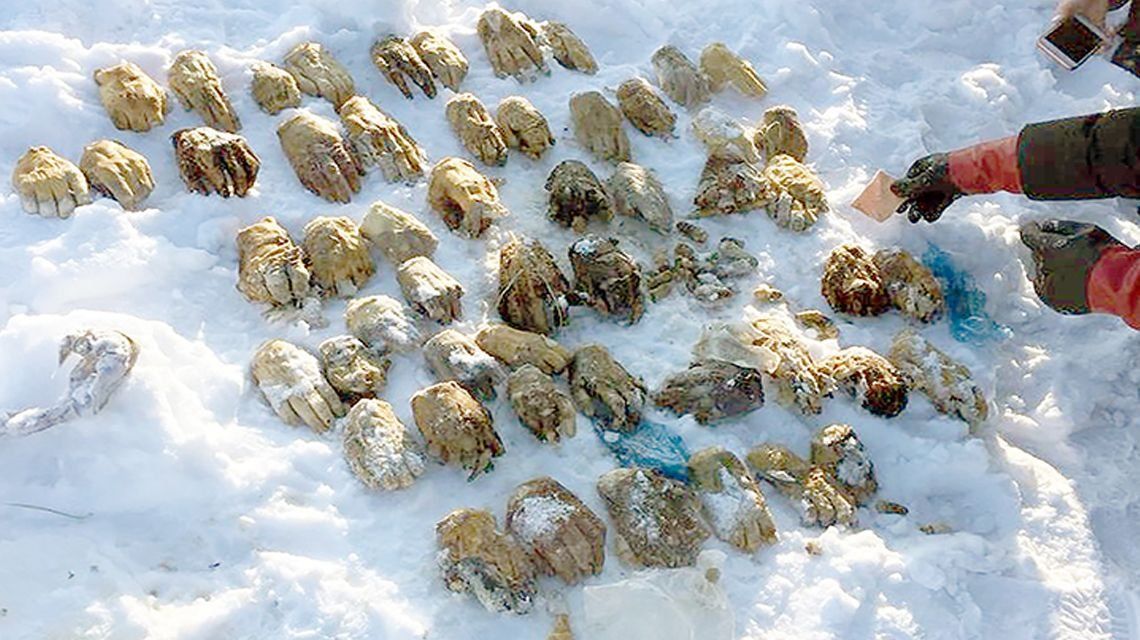 Macabro hallazgo de 27 pares de manos en un río congelado en Rusia