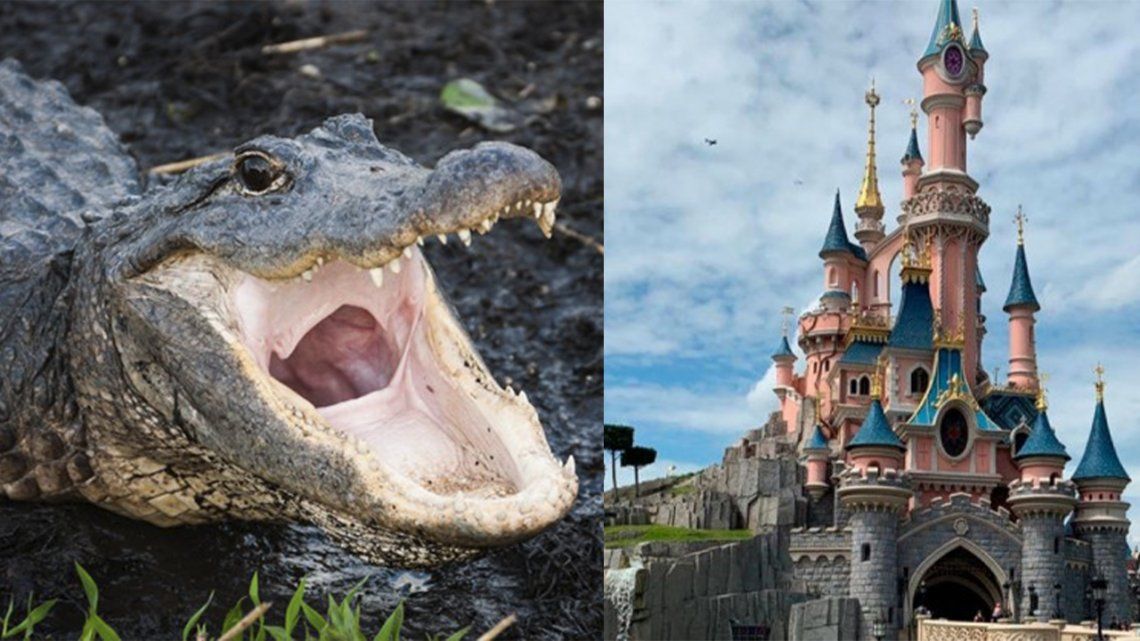 Disney: Retiran 250 caimanes desde un ataque fatal en 2016.