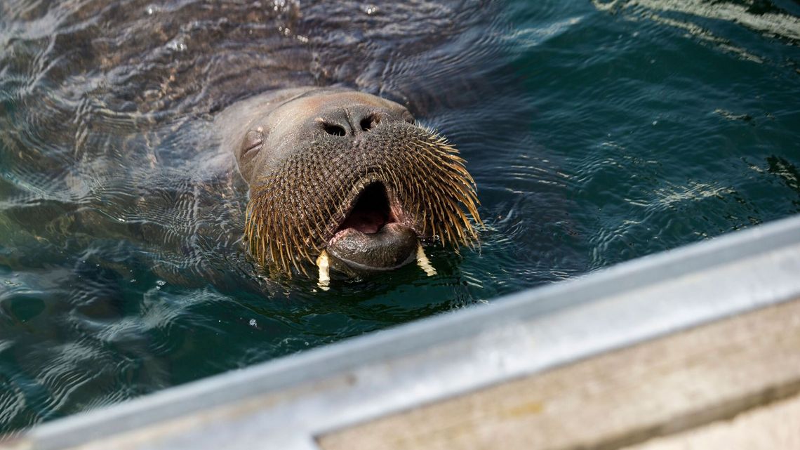 NORUEGA: Las autoridades abaten una morsa porque la gente no se abstenía de  acercarse peligrosamente al animal