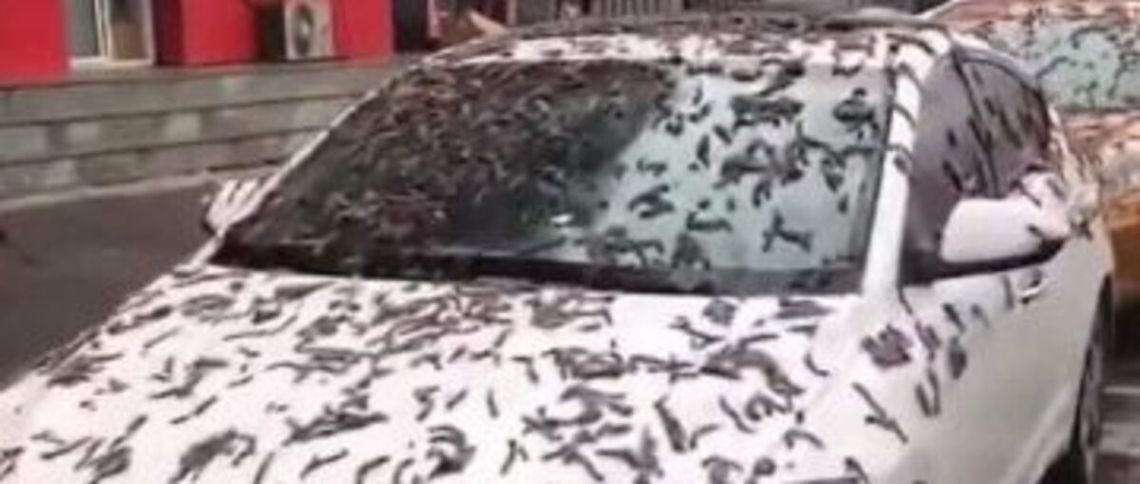 Lluvia de gusanos en China.
