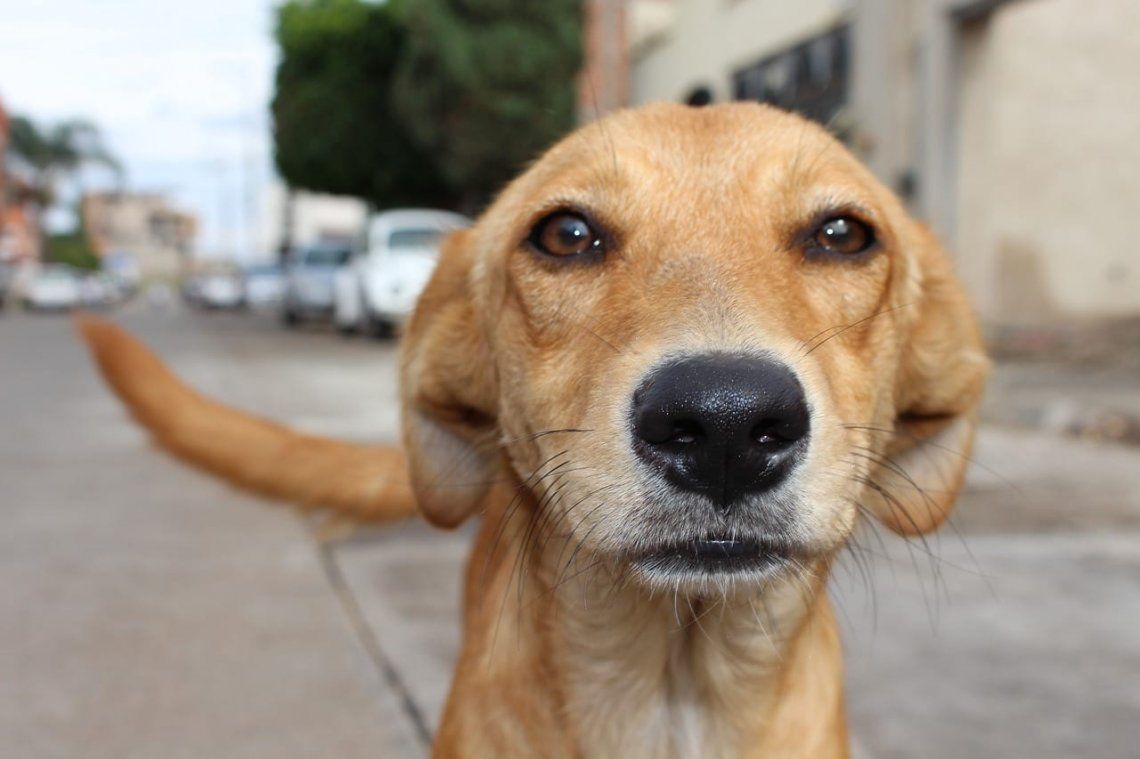 Efemérides: por qué hoy se celebra el Día Mundial del Perro Callejero