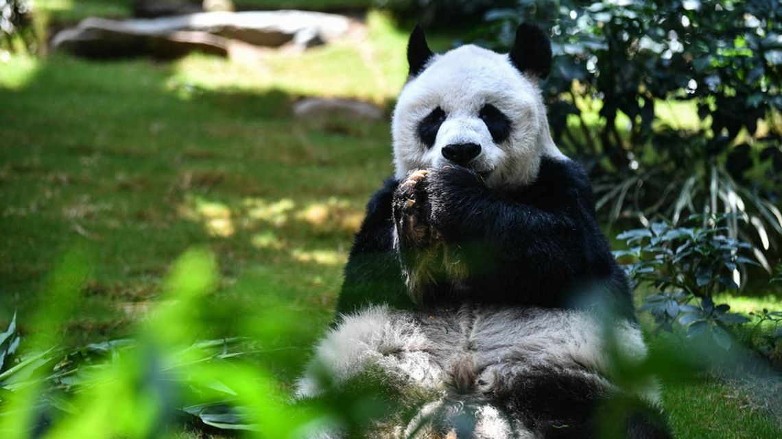 El panda An An tenía una edad equivalente a 105 años de un humano.