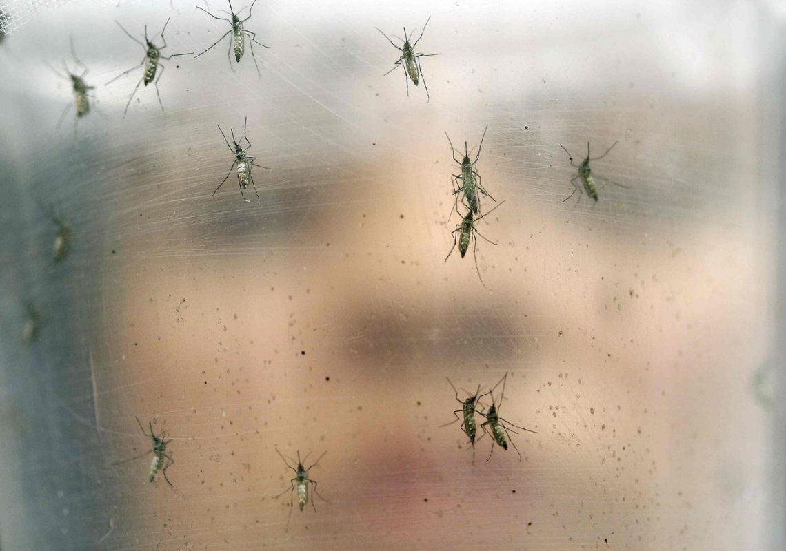 Los mosquitos que invaden Buenos Aires no transmiten dengue