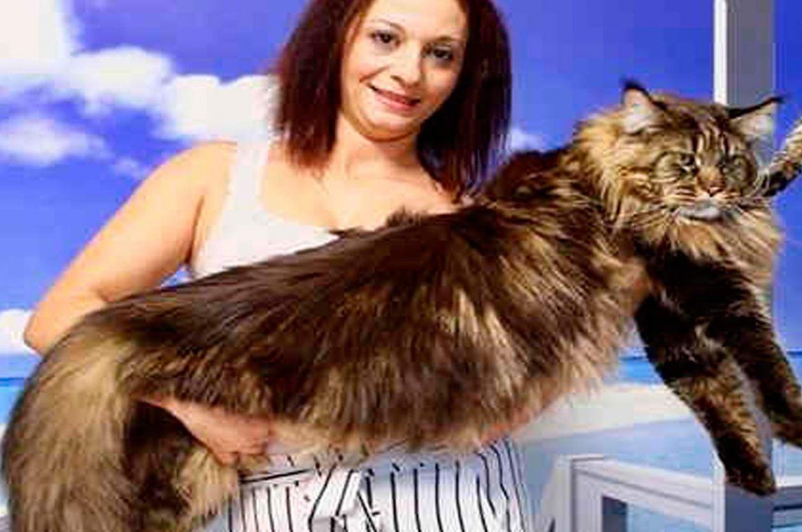 El gato más largo del mundo mide casi 120 cm y vive en Italia