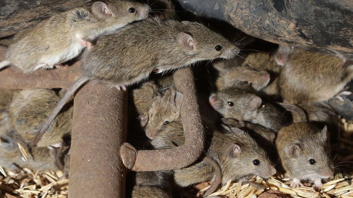 Australia: el cruel método de un granjero para matar ratones