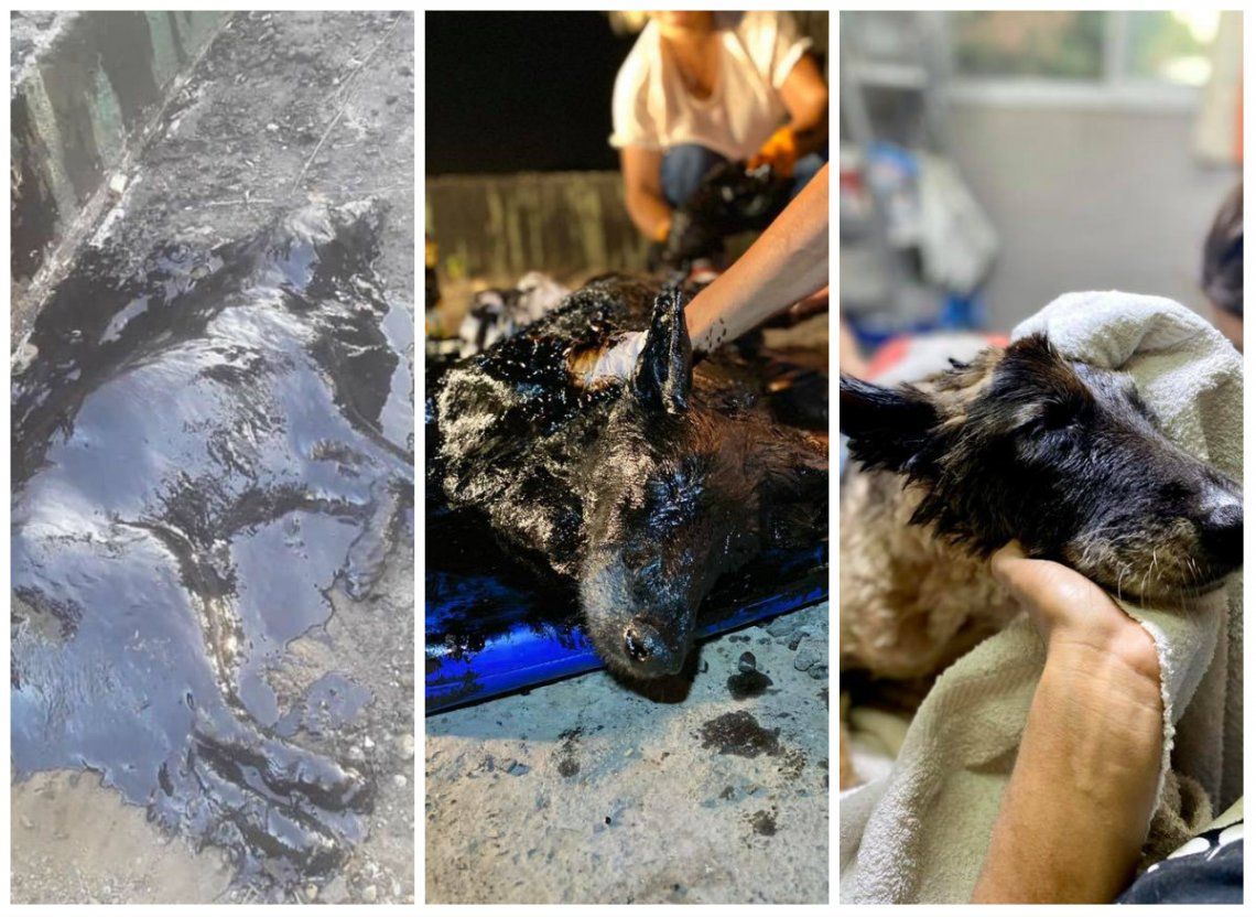 Merlo | Aloe, el perro del milagro: cayó en un pozo de brea y tras nueve horas de trabajo incansable lograron salvarlo